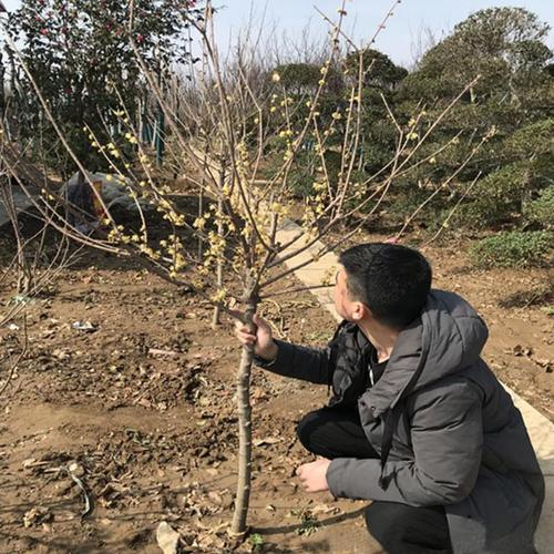 高杆腊梅花树苗树状蜡梅原生红梅树苗原生绿梅树苗嫁接梅花苗地栽