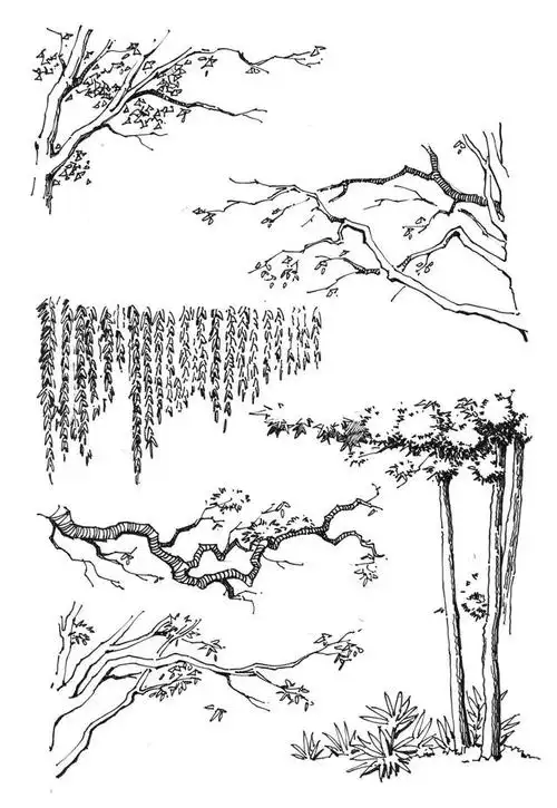 手绘景树基础教学分步骤讲解景树的手绘画法适合0基础学习