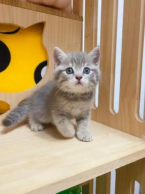 虎头虎脑英短蓝虎斑弟弟找家长