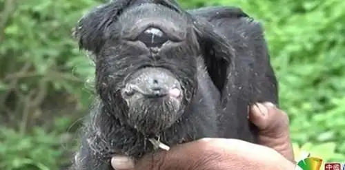 印度独眼山羊撞脸外星人 肯尼亚恐怖人脸山羊