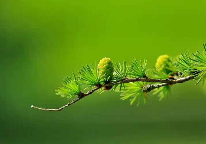 apple ipad pro及ipad air系列桌面壁纸,android ios系统通用.