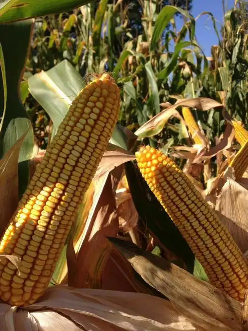 最新审定高产,矮杆玉米品种介绍