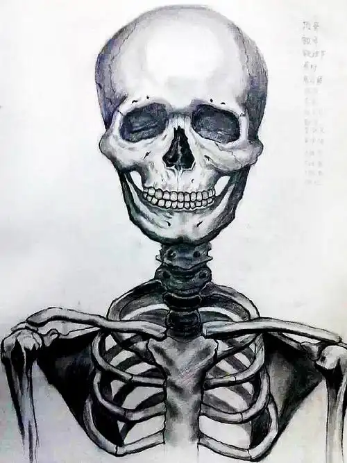 速写 素描 石膏素描 静物素描 骷髅