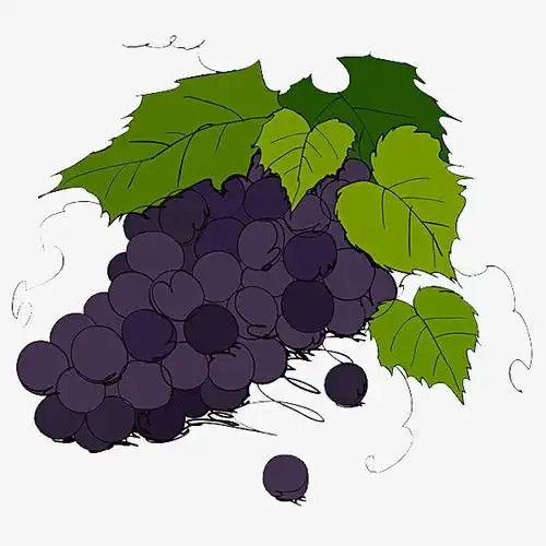 手绘葡萄