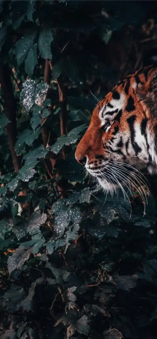 一组精美的丛林里的老虎,林里,老虎, 标签:唯美风景唯美老虎神秘丛林