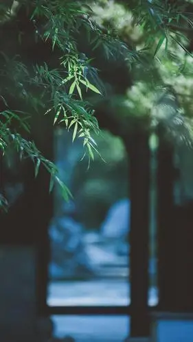 清幽竹林唯美意境写真,高清图片,手机锁屏桌面-壁纸族