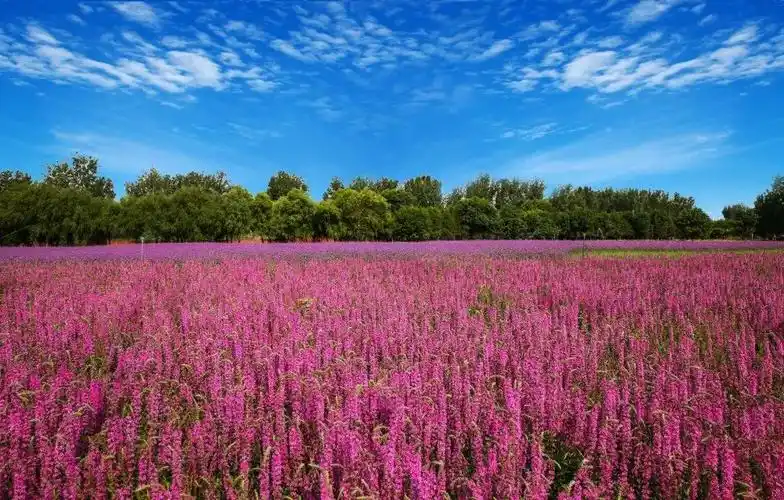 绝对的打卡圣地千亩花海绽放怀柔影都那一定是杨宋了你要问我怀柔哪里