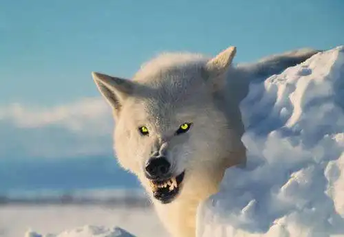 最凶狠的动物最丑动物水滴鱼夺冠图揭史上最凶猛的动物