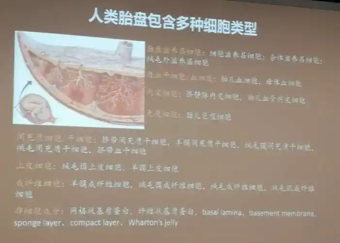 人类胎盘结构和功能-王红梅教授