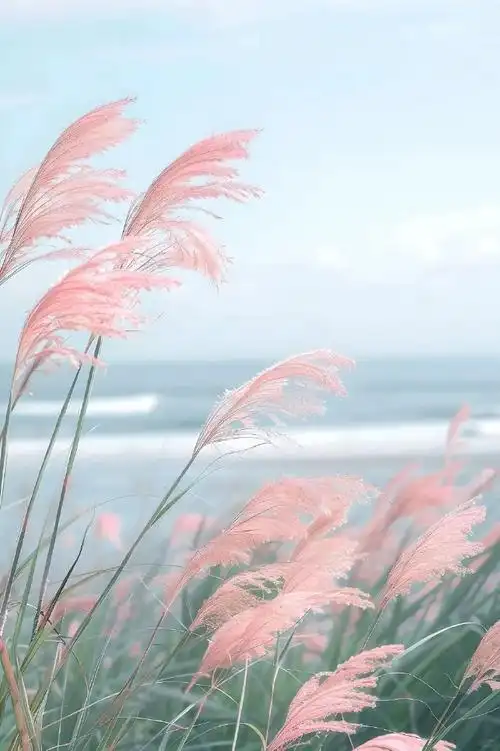 分享图片##唯美图片##治愈系##手机壁纸