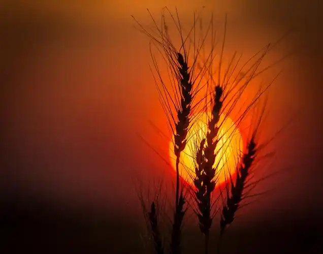 如何理解光线和色彩以改善摄影