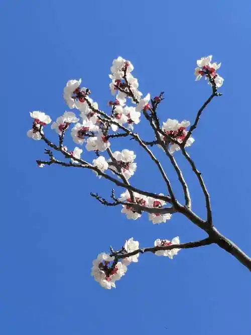 岱下二月杏花娇