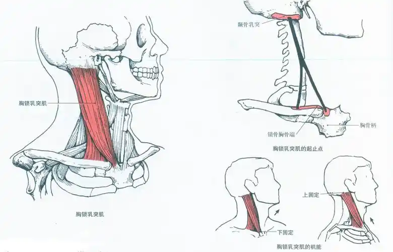 第004期认识你的肌肉之头颈肌