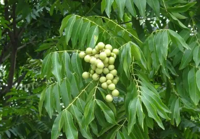 千眼菩提树花果实图片
