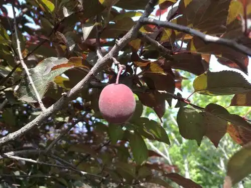 望梅止渴!(美人梅果实)