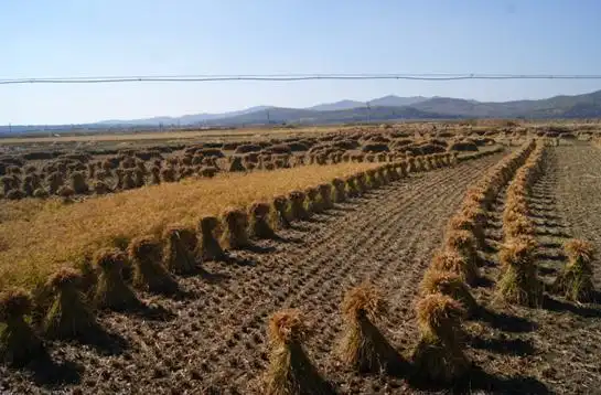 土壤类别的草甸土