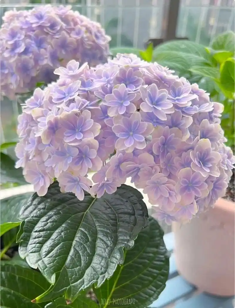 绣球花图 花语:代表希望的花花,花语有两个,-是忠贞,永恒,对爱情的