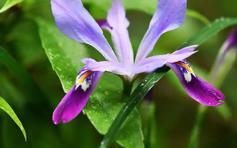 小清新鸢尾花唯美花语