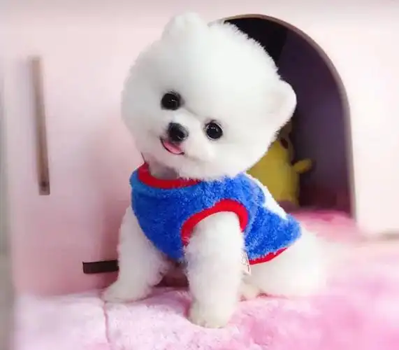 博美犬图片多少钱一只(博美狗价格多少钱一只)