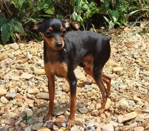 最可爱的十种小型犬,您喜欢哪种