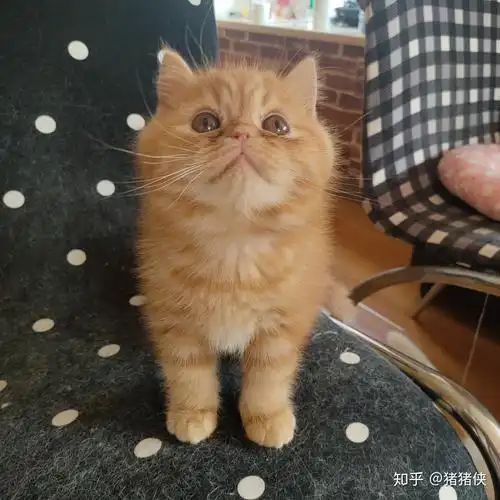 英短和加菲串的长大了会像哪样多点? - 知乎