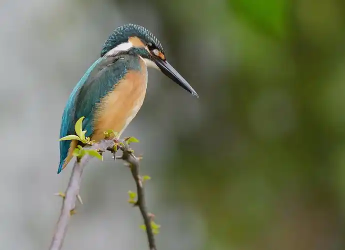 翠鸟图片 鸟类,翠鸟, _ 翠鸟[图片专辑] _ 图片网