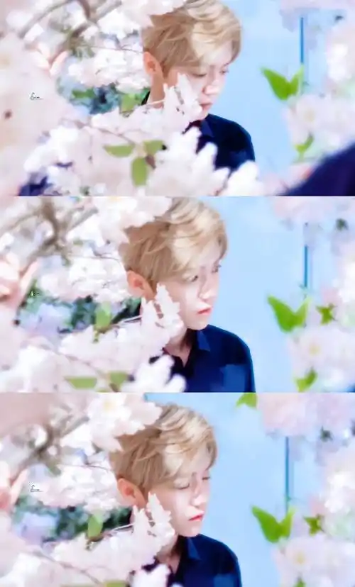 鹿晗# 樱你而真79. - 堆糖,美图壁纸兴趣社区