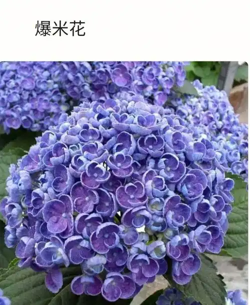 原来爆米花是绣球花的一个品种