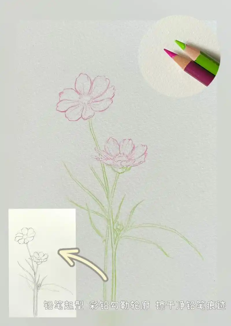 彩铅花卉⑥格桑花.