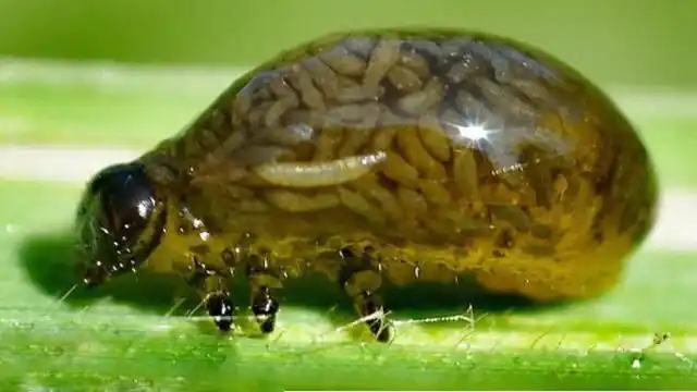 这张图片里是什么虫子,在网上看到的图片觉得很恶心但还是想知道