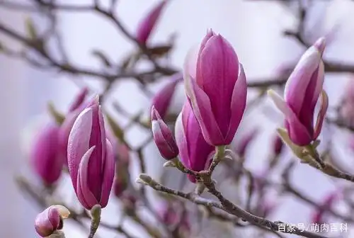 十二生肖属羊幸运植物