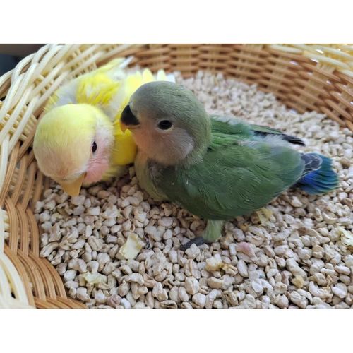 oimg手养牡丹鹦鹉活鸟高纯紫罗兰幼小鸟会说话宠物亲人好喂养鹦鹉活体