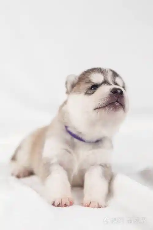 可爱的西伯利亚哈士奇小狗