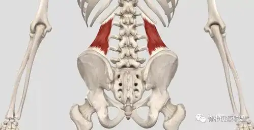 80%腰痛的罪魁祸首——腰方肌
