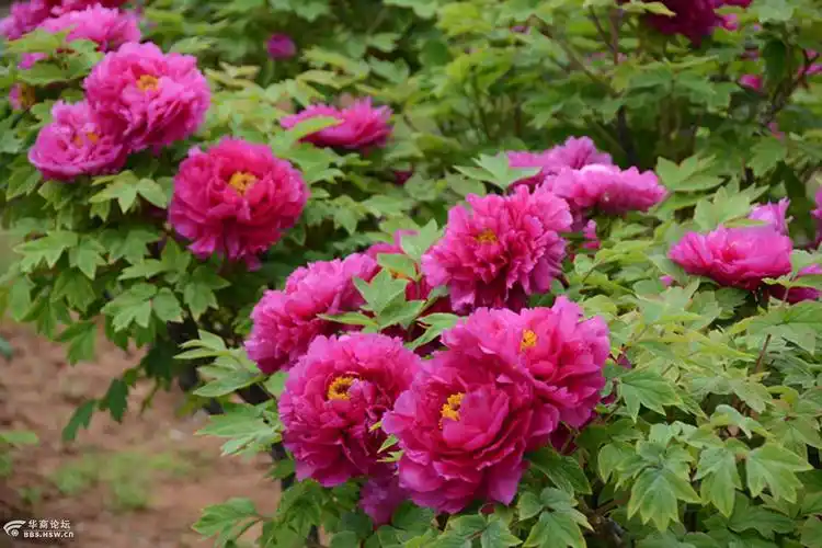 图拍花中君子洛阳红牡丹