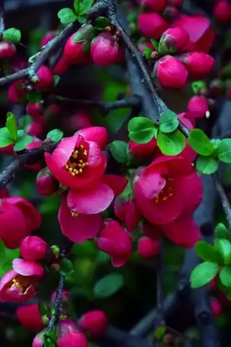 海棠花,美了郑州2021的春天