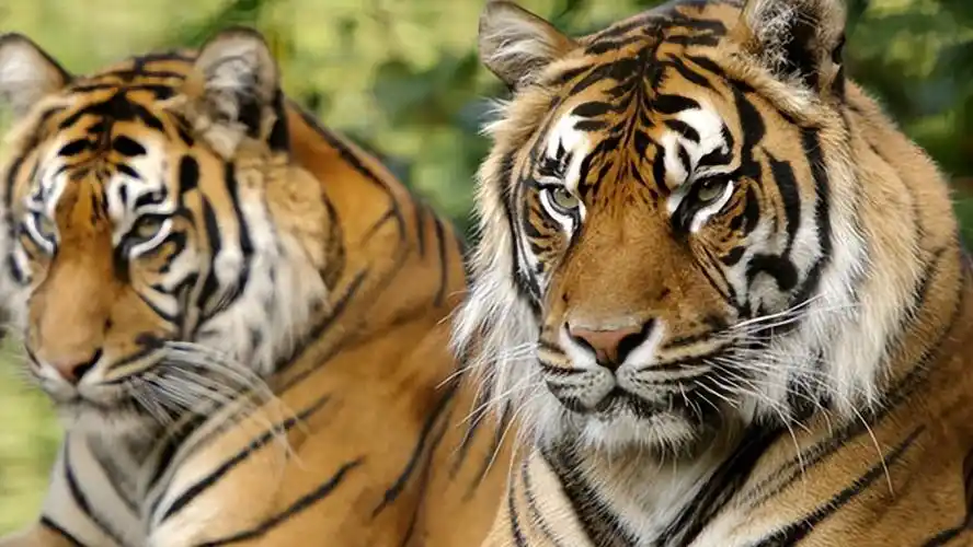 什么老虎最厉害排名(盘点世界上最凶猛的七大虎种)