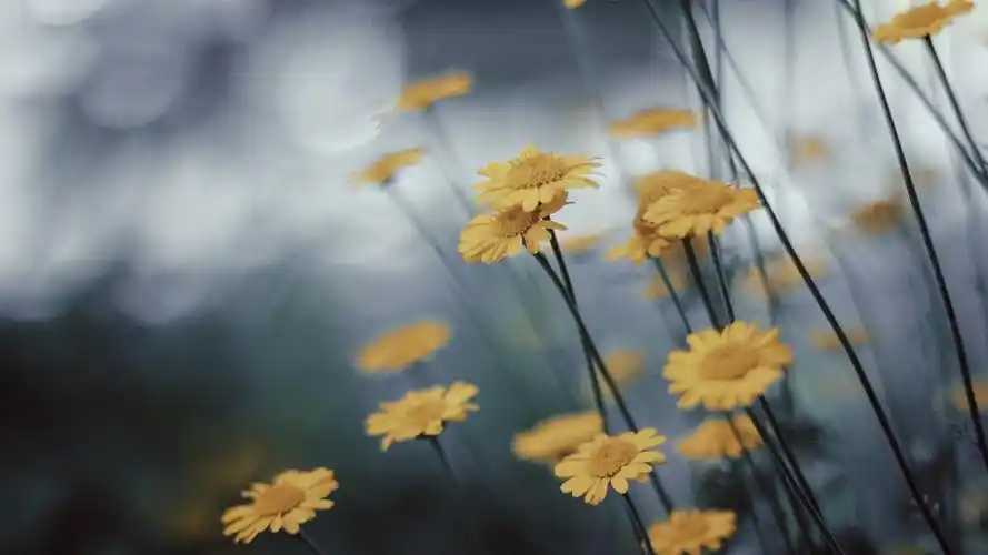 首页 桌面壁纸 植物壁纸 小清新唯美花卉高清电脑壁纸上一张 下一张