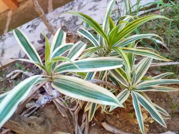 探秘金边吊兰植物:美丽与神秘并存