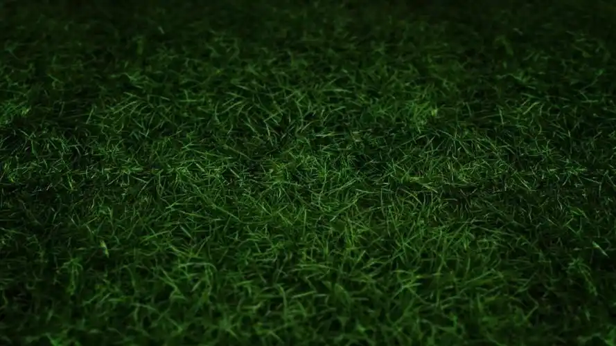 深绿草高清壁纸