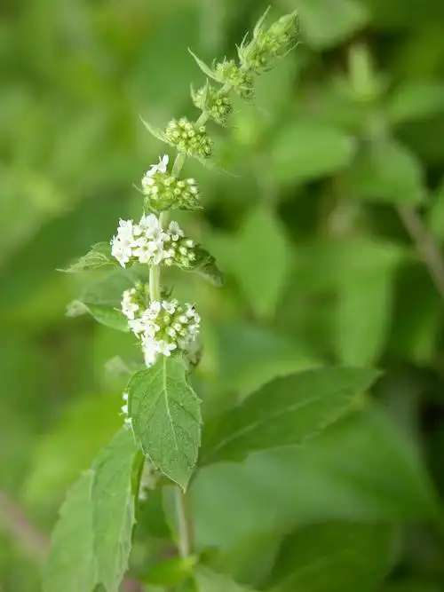 薄荷叶特写图片唯美植物薄荷
