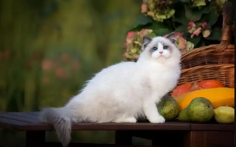 优点一:好看的颜值布偶猫实在是太好看了,是一只可以让大家静静观赏的