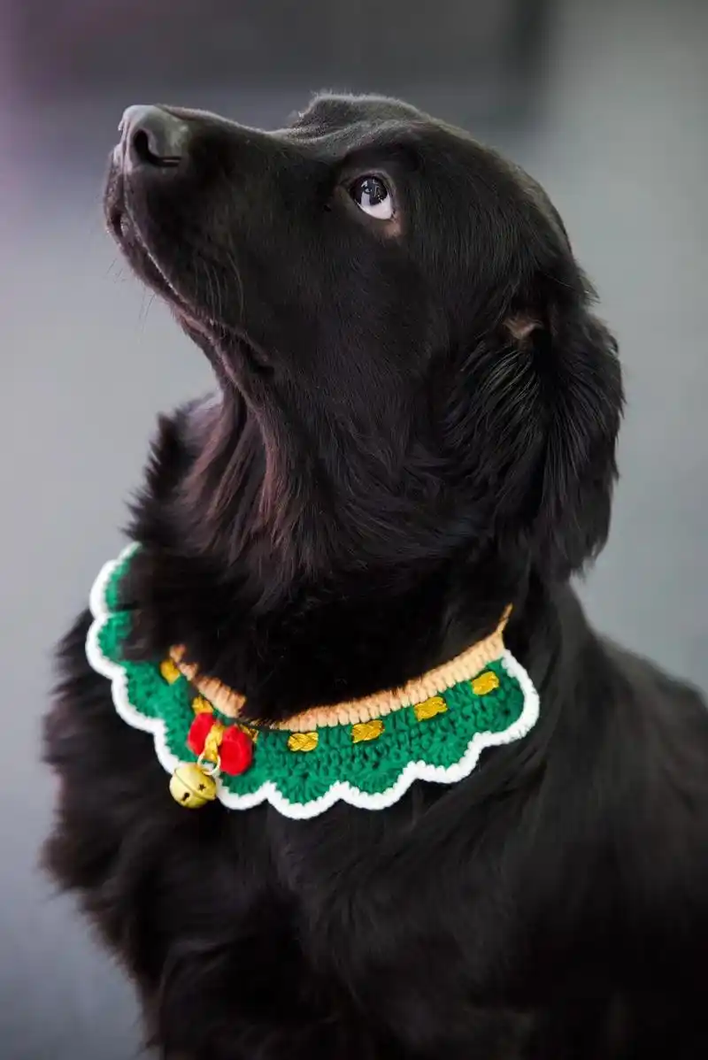 南通崇川区,黑色拉布拉多,母,一岁半,不 - 抖音