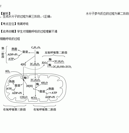 在有氧呼吸过程中.水分子参与反应的过程和生成水分子的过程分别在a.