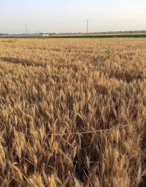 捕捉农村的每一个美妙瞬间!