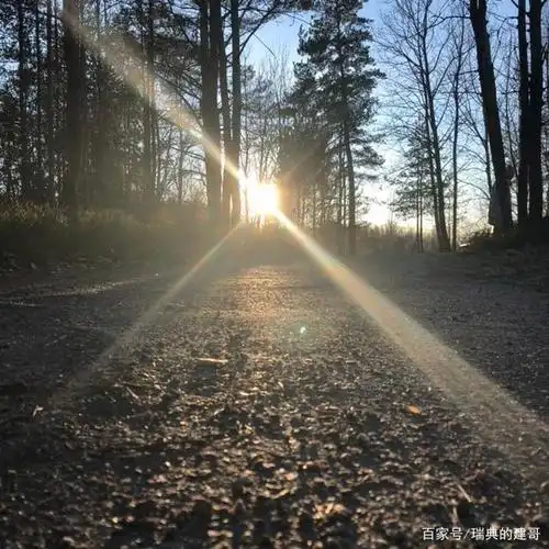 午后小森林里斜射的阳光,北欧的惬意