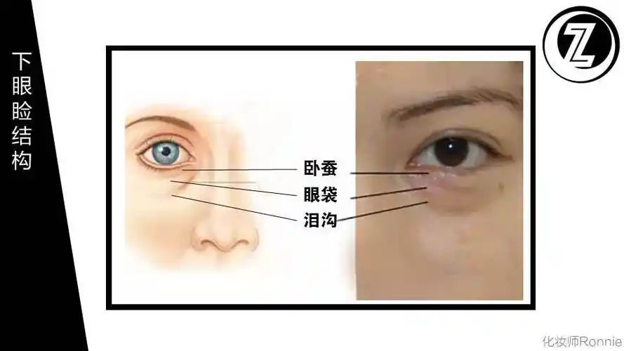「 下眼睑结构」