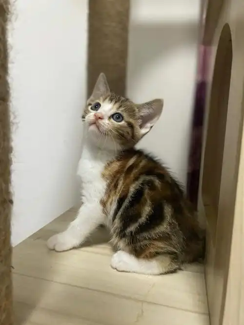 稀有色三花美短见过吗