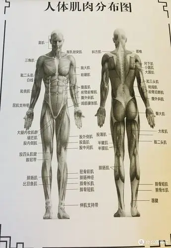 人体肌肉分布图