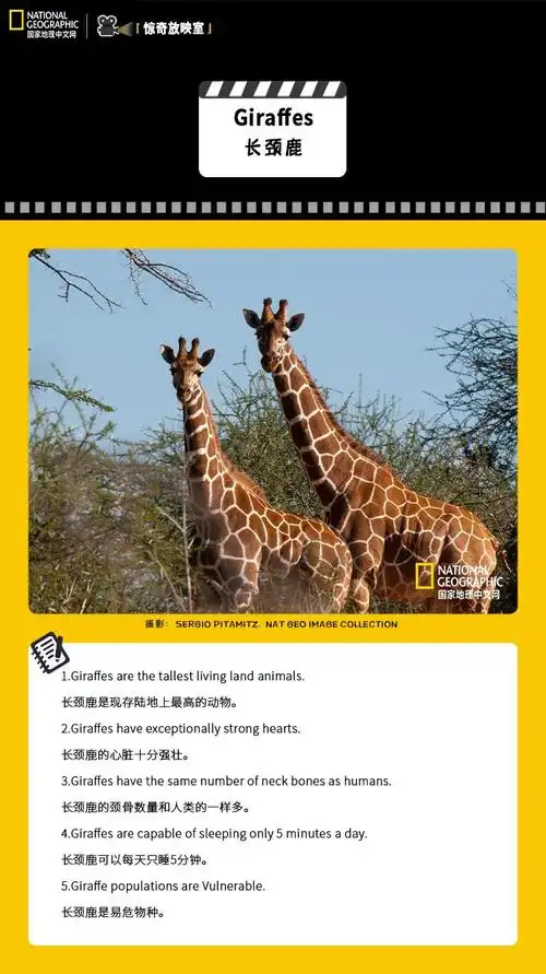 中文视频陆地上的巨人长颈鹿